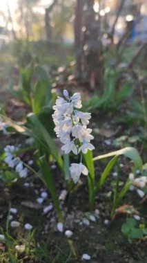 Çiçek Puşkinia. Mavi çizgili güzel beyaz çiçek Pushkinia yakın plan. Çuha çiçeği. Pushkinia 'nın ilk çiçekleri. Bulanık yeşil arka planda çiçek açan taç yaprakları ve erkek organları