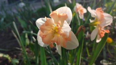 Narcissus 'un güzel çiçekleri. Çiçek açan nergis çiçeği, beyaz ve turuncu yapraklar ve güneşli bir bahar gününde parçalara ayrılmış taç. Bahar soğanı çiçekleri. Erken açan çeşitli çiçekler.