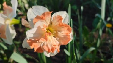 Narcissus 'un güzel çiçekleri. Çiçek açan nergis çiçeği, beyaz ve turuncu yapraklar ve güneşli bir bahar gününde parçalara ayrılmış taç. Bahar soğanı çiçekleri. Erken açan çeşitli çiçekler.