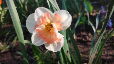 Narcissus 'un güzel çiçekleri. Çiçek açan nergis çiçeği, beyaz ve turuncu yapraklar ve güneşli bir bahar gününde parçalara ayrılmış taç. Bahar soğanı çiçekleri. Erken açan çeşitli çiçekler.