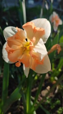 Narcissus 'un güzel çiçekleri. Çiçek açan nergis çiçeği, beyaz portakal yaprakları ve güneş gören yakın planda parçalanmış taç. Bahar soğanı çiçekleri. Erken açan çeşitli çiçekler dikey