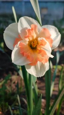 Narcissus 'un güzel çiçekleri. Çiçek açan nergis çiçeği, beyaz portakal yaprakları ve güneş gören yakın planda parçalanmış taç. Bahar soğanı çiçekleri. Erken açan çeşitli çiçekler dikey
