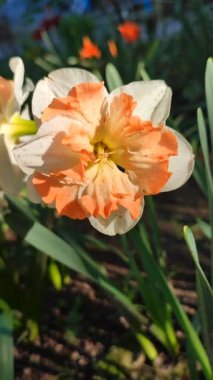 Narcissus 'un güzel çiçekleri. Çiçek açan nergis çiçeği, beyaz portakal yaprakları ve güneş gören yakın planda parçalanmış taç. Bahar soğanı çiçekleri. Erken açan çeşitli çiçekler dikey