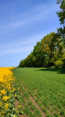 Sarı kolza tohumu, yeşil çavdar, büyüyen ağaçlar, ufuk çizgisi ve güneşli yaz gününde mavi gökyüzü. Kolza tohumu tarlası, büyüyen çavdar, ağaçlar ve gökyüzü arasındaki görsel çizgiler. Doğal arkaplan dikey