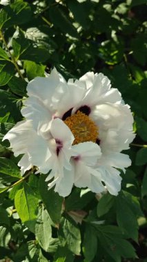 Güzel, büyük, beyaz, şakayık bir çiçek. Çiçek açan ağaçlı şakayık çiçekleri, beyaz taç yaprakları, sarı pudingler ve yeşil yapraklar güneşli bir günde. Bahar çiçekleri açıyor. Çiçekçilik. Çiçek açmış gibi. Dikey