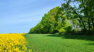 Sarı kolza tohumu, yeşil çavdar, büyüyen ağaçlar, ufuk çizgisi ve güneşli yaz gününde mavi gökyüzü. Kolza tohumu tarlası, büyüyen çavdar, ağaçlar ve mavi gökyüzü arasındaki görsel çizgiler. Doğal arkaplan