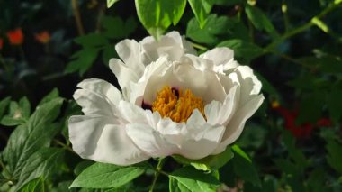 Güzel, büyük, beyaz, şakayık bir çiçek. Büyük beyaz taç yaprakları, sarı erkek çiçekleri ve güneşli bir günde yeşil yapraklarla çiçek açan şakayık çiçekleri. Bahar çiçekleri açıyor. Çiçekçilik. Çiçek açmış..