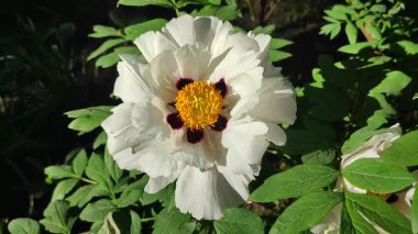 Bahar günü büyük beyaz şakayık çiçekleri. Bir sürü beyaz yaprağı olan çiçek açan ağaç şakayığı, burgundy merkezi ve yeşil yapraklı sarı pudingler. Bahar doğası arka planı