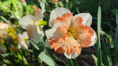 Narcissus 'un güzel çiçekleri. Çiçek açan nergis çiçeği, beyaz ve turuncu yapraklar ve güneşli bir bahar gününde parçalara ayrılmış taç. Bahar soğanı çiçekleri. Erken açan çeşitli çiçekler.