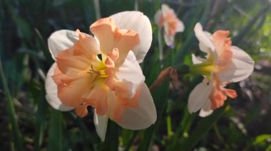 Narcissus 'un güzel çiçekleri. Çiçek açan nergis çiçeği, beyaz ve turuncu yapraklar ve güneşli bir bahar gününde parçalara ayrılmış taç. Bahar soğanı çiçekleri. Erken açan çeşitli çiçekler.