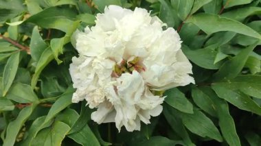 Şakayık çiçeği. Geniş beyaz çiçek ve çeşitli ağaç şakayıkları. Çalının iki kat kabarık hali. Seçme. Çiçek yetiştiriciliği. Tarımsal çeşitlilik çiçeği