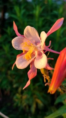 Çiçek Aquilegia Orliksi. Beyaz pembe taç yapraklı çiçek, yeşil saplı sarı mantar, yaz sabahı gündoğumunda çiy damlaları. Çiçek açan bitki. Bahar Yazı Dikey Arkaplan