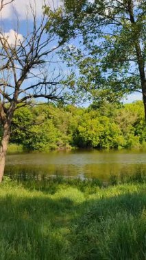Yeşil yapraklı ağaçlar, yeşil yapraklı çalılar nehir kıyısında yeşil çimenler ve güneşli bir bahar gününde beyaz bulutlu mavi gökyüzü. Doğa. Doğal arka plan. Dikey
