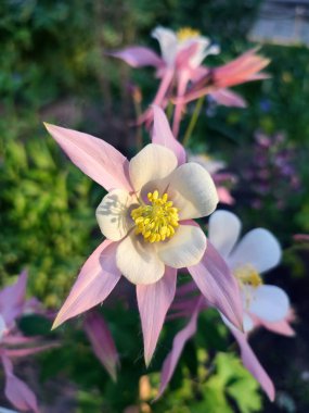 Çiçek Aquilegia Orliksi. Beyaz pembe yapraklı çiçek, yeşil saplı sarı mantar, yaz mevsiminde çiğ damlaları. Çiçek açan bitki. Bahar Yaz Arkaplanı