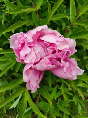 Şakayık çiçeği. Büyük, güzel, pembe, şakayık bir çiçek. Parlak pembe kabartma yaprakları ve yeşil yaprakları olan bir çiçek. Seçim ve üreme. Tarımsal çeşitlilik çiçeği. Peeonia. Doğa.