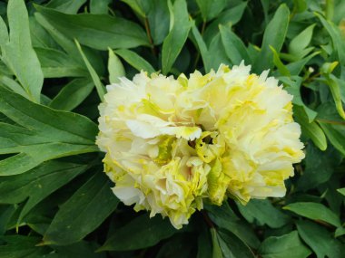 Şakayık çiçeği. Çeşit çeşit ağaç şakayığı yaprakları olan büyük beyaz bir çiçek. Çalının iki kat kabarık hali. Seçme. Çiçek yetiştiriciliği. Tarımsal çeşitlilik çiçeği