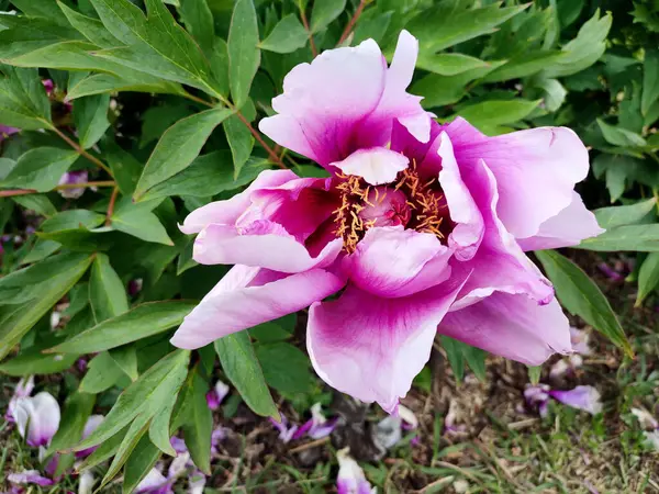 stock image Tree peony flower. Large beautiful pink tree peony flower. Flower with bright pink inflorescence petals and green leaves close-up. Selection and breeding. Cultivated varietal flower. Paeonia. Nature.