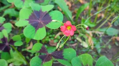 Oxalis Demir Haç. Oxalis bitkisinin yaprakları ve çiçekleri. Yeşil yapraklar ve Oxalis çeşidi Demir Haç 'ın kırmızı çiçekleri.