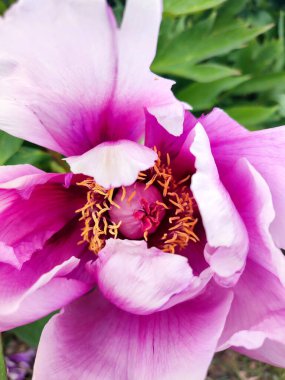 Şakayık çiçeği. Büyük, güzel, pembe, şakayık bir çiçek. Parlak pembe kabartma yaprakları ve yeşil yaprakları olan bir çiçek. Seçim ve üreme. Tarımsal çeşitlilik çiçeği. Peeonia. Doğa.