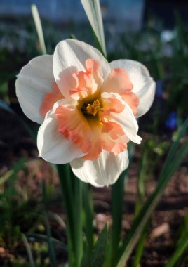 Narcissus yaklaş. Beyaz turuncu yapraklı güzel çiçek, erkek organlar ve yeşil yapraklar güneşli bahar gününde toprakta yetişir. Seçici üreme. Yapay olarak yetiştirilmiş bitki. Tarımsal nergis otu.