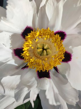 Güzel, büyük, beyaz, şakayık bir çiçek. Büyük beyaz taç yaprakları, bordo lekeleri ve güneşli bir günde sarı puantiyeli çiçek açan şakayık çiçeği. Bahar çiçekleri açıyor. Çiçekçilik. Çiçek açmış..