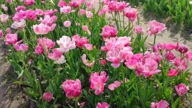 Laleler. Çiçekli pembe beyaz lale, güneşli bir bahar günü. Parlak lale çiçek açıyor. Büyük taç yapraklarıyla çiçek açan bir sürü çiçek. Çiçek açan çiçekler gibi. Ebedi otçul soğanlı bitkiler. Doğa Doğal arkaplan