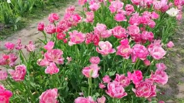 Laleler. Çiçekli pembe beyaz lale, güneşli bir bahar günü. Parlak lale çiçek açıyor. Büyük taç yapraklarıyla çiçek açan bir sürü çiçek. Çiçek açan çiçekler gibi. Ebedi otçul soğanlı bitkiler. Doğa Doğal arkaplan