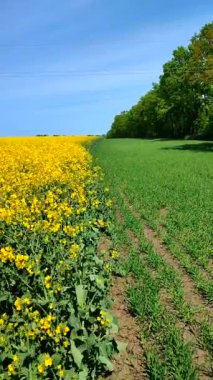 Sarı kolza tohumu, yeşil çavdar, büyüyen ağaçlar, ufuk çizgisi ve güneşli yaz gününde mavi gökyüzü. Kolza tohumu tarlası, büyüyen çavdar, ağaçlar ve gökyüzü arasındaki görsel çizgiler. Doğal arkaplan dikey