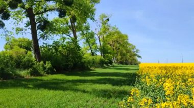 Sarı kolza tohumu, yeşil çavdar, büyüyen ağaçlar, ufuk çizgisi ve güneşli yaz gününde mavi gökyüzü. Kolza tohumu tarlası, büyüyen çavdar, ağaçlar ve mavi gökyüzü arasındaki görsel çizgiler. Doğal arkaplan