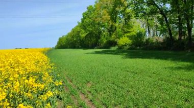 Sarı kolza tohumu, yeşil çavdar, büyüyen ağaçlar, ufuk çizgisi ve güneşli yaz gününde mavi gökyüzü. Kolza tohumu tarlası, büyüyen çavdar, ağaçlar ve mavi gökyüzü arasındaki görsel çizgiler. Doğal arkaplan