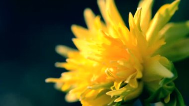 Narcissus inflorescence yakın çekim. Narcissus çiçeğinin sarı taç yaprakları. Çiçek açan narsisli çiçek. Seçici üreme. Yapay olarak yetiştirilmiş bitki. Tarımsal nergis otu.