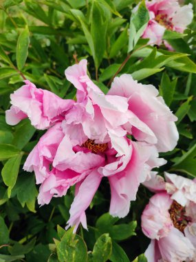 Şakayık çiçeği. Büyük, güzel, pembe, beyaz, şakayık çiçeği. Parlak pembe kabartma yapraklı çiçek, yakın plan yeşil yapraklı. Seçim ve üreme. Tarımsal çeşitlilik çiçeği. Peeonia Doğa