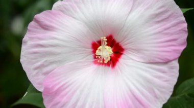 Herbaceous Hibiscus. Çiçek açan otçul Hibiscus 'un çiçeği. Büyük beyaz-pembe taç yaprakları ile büyük güzel bir çiçek, kırmızı bir merkez ve yeşil yapraklı bir çalılıkta büyüyen açık sarı bir stamen..