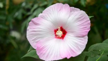 Herbaceous Hibiscus. Çiçek açan otçul Hibiscus 'un çiçeği. Büyük beyaz-pembe taç yaprakları ile büyük güzel bir çiçek, kırmızı bir merkez ve yeşil yapraklı bir çalılıkta büyüyen açık sarı bir stamen..