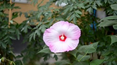 Herbaceous Hibiscus. Çiçek açan otçul Hibiscus 'un çiçeği. Büyük beyaz-pembe taç yaprakları ile büyük güzel bir çiçek, kırmızı bir merkez ve yeşil yapraklı bir çalılıkta büyüyen açık sarı bir stamen..