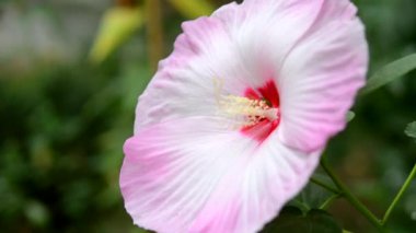 Herbaceous Hibiscus. Çiçek açan otçul Hibiscus 'un çiçeği. Büyük beyaz-pembe taç yaprakları ile büyük güzel bir çiçek, kırmızı bir merkez ve yeşil yapraklı bir çalılıkta büyüyen açık sarı bir stamen..