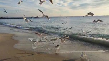 Şafak vakti deniz kıyısında martılar. Birçok beyaz martı şafak vakti deniz kıyısındaki kumlu sahilde uçuyor. Deniz kıyısındaki deniz dalgaları üzerinde daireler çizen martılar