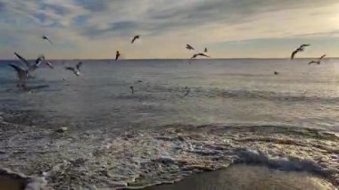 Şafak vakti deniz kıyısında martılar. Birçok beyaz martı şafak vakti deniz kıyısındaki kumlu sahilde uçuyor. Deniz kıyısındaki deniz dalgaları üzerinde daireler çizen martılar