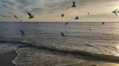 Şafak vakti deniz kıyısında martılar. Birçok beyaz martı şafak vakti deniz kıyısındaki kumlu sahilde uçuyor. Deniz kıyısındaki deniz dalgaları üzerinde daireler çizen martılar