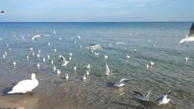 Güneşli bir günde, kumlu sahil sahilinde beyaz kuğu ve beyaz martıları besleyen bir adam. Bir büyük ve bir sürü küçük kuş kıyıya yakın temiz şeffaf sularda yemek yiyor.