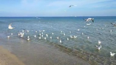 Güneşli bir günde, kumlu sahil sahilinde beyaz kuğu ve beyaz martıları besleyen bir adam. Bir büyük ve bir sürü küçük kuş kıyıya yakın temiz şeffaf sularda yemek yiyor.