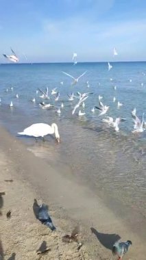 Güneşli bir günde, kumlu sahil sahilinde beyaz kuğu ve beyaz martıları besleyen bir adam. Bir büyük ve bir sürü küçük kuş kıyıya yakın temiz şeffaf sularda yemek yiyor. Dikey