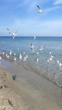 Güneşli bir günde, deniz kıyısındaki kumlu sahilde beyaz martıları besleyen bir adam. Birçok küçük kuş kıyıya yakın temiz şeffaf suda yemek yiyor. Dikey