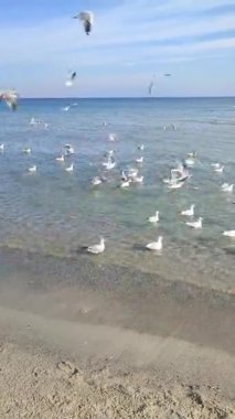 Birçok martı kıyıda denizin üzerinde süzülüyor. Birçok beyaz martı güneşli bir günde kumlu sahil sahillerinde deniz dalgalarının yüzeyinde uçar ve daireler çizer. Doğa. Dikey