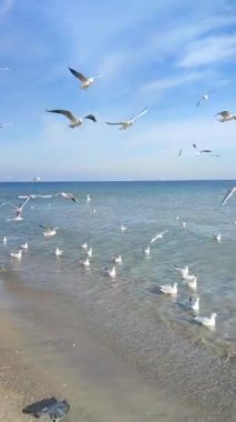 Birçok martı kıyıda denizin üzerinde süzülüyor. Birçok kuş, güneşli bir günde kumlu sahil sahillerinde yüzen, uçan ve deniz dalgalarının üzerinde daireler çizen beyaz martılardır. Doğa. Dikey