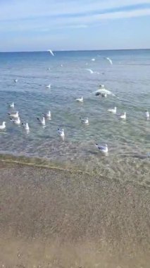 Birçok martı kıyıda denizin üzerinde süzülüyor. Birçok kuş, güneşli bir günde kumlu sahil sahillerinde yüzen, uçan ve deniz dalgalarının üzerinde daireler çizen beyaz martılardır. Doğa. Dikey