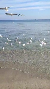 Birçok martı kıyıda denizin üzerinde süzülüyor. Birçok kuş, güneşli bir günde kumlu sahil sahillerinde yüzen, uçan ve deniz dalgalarının üzerinde daireler çizen beyaz martılardır. Doğa. Dikey