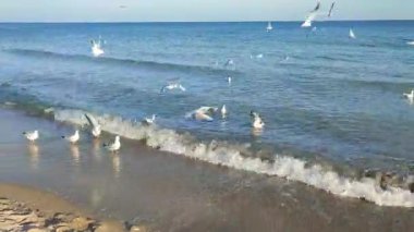 Birçok martı kıyıda denizin üzerinde süzülüyor. Birçok kuş, güneşli bir günde kumlu sahil sahillerinde yüzen, uçan ve deniz dalgalarının üzerinde daireler çizen beyaz martılardır. Doğa