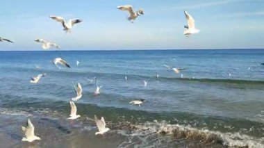 Birçok martı kıyıda denizin üzerinde süzülüyor. Birçok kuş, güneşli bir günde kumlu sahil sahillerinde yüzen, uçan ve deniz dalgalarının üzerinde daireler çizen beyaz martılardır. Doğa