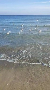 Birçok martı deniz dalgalarında yüzüyor. Birçok kuş, güneşli bir günde deniz kıyılarının kumlu sahillerinde deniz dalgalarının yüzeyinde yüzen beyaz martılardır. Doğa, vahşi doğal arka plan. Dikey
